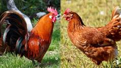 Quand on mange du poulet, c'est une poule ou un coq ?