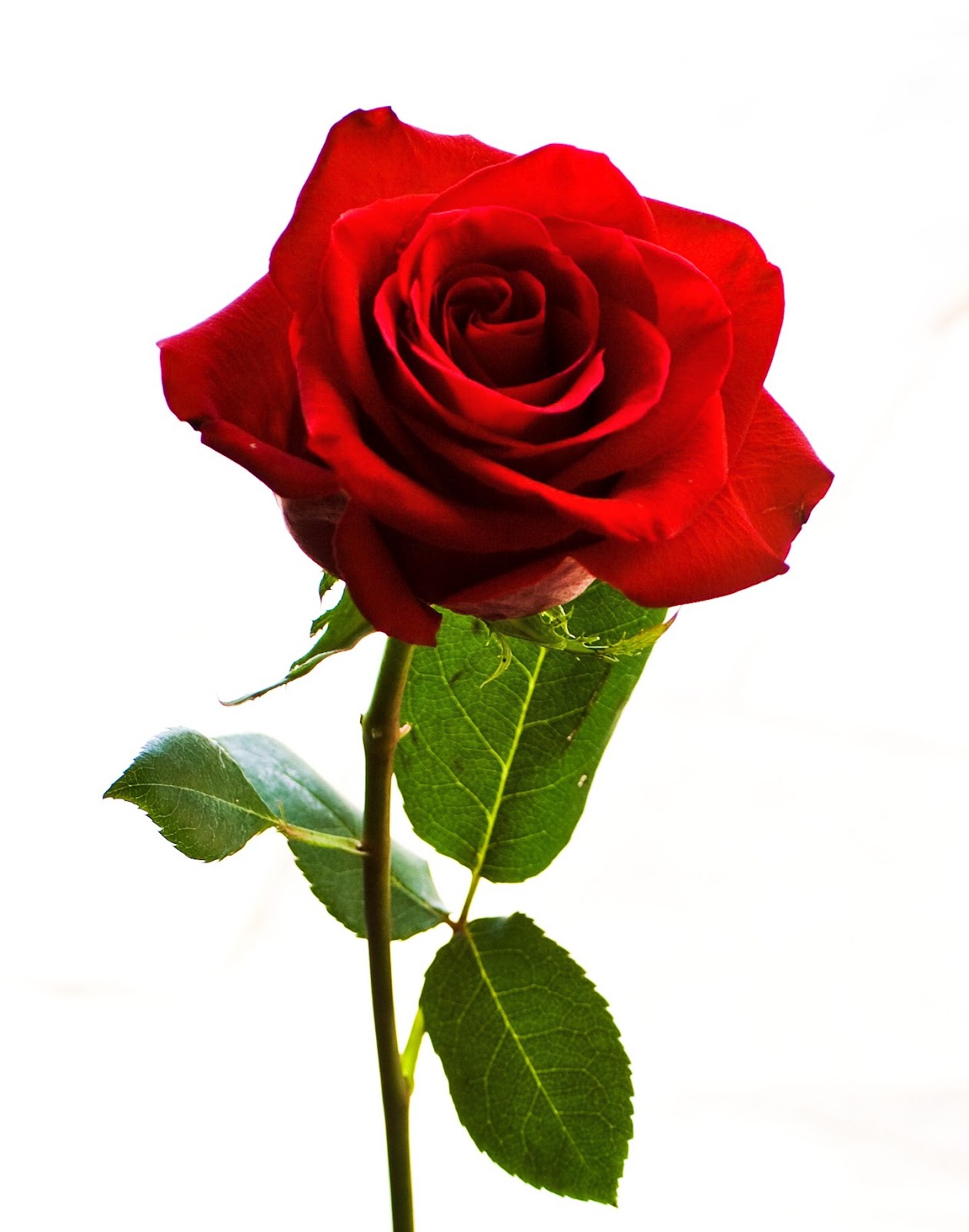 Rose_Stock_by_BreAnn (2)