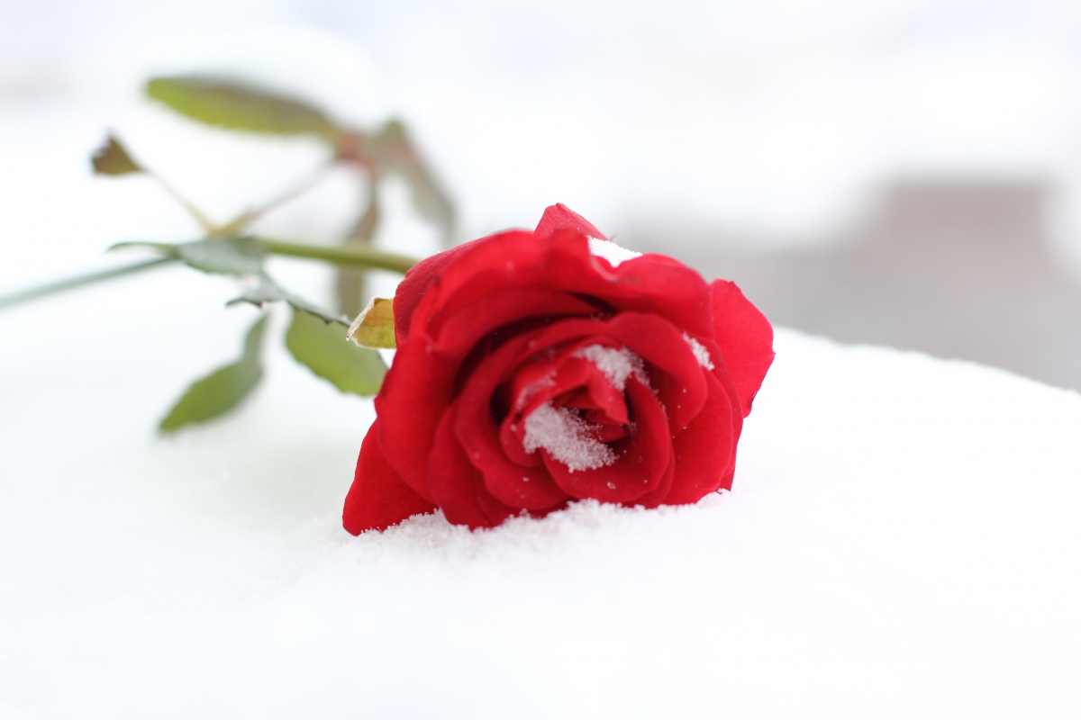 flowers-98152_640[1]